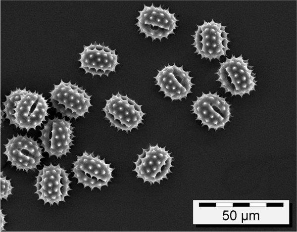 Elektronenmirkoskopieaufnahme von Pollen